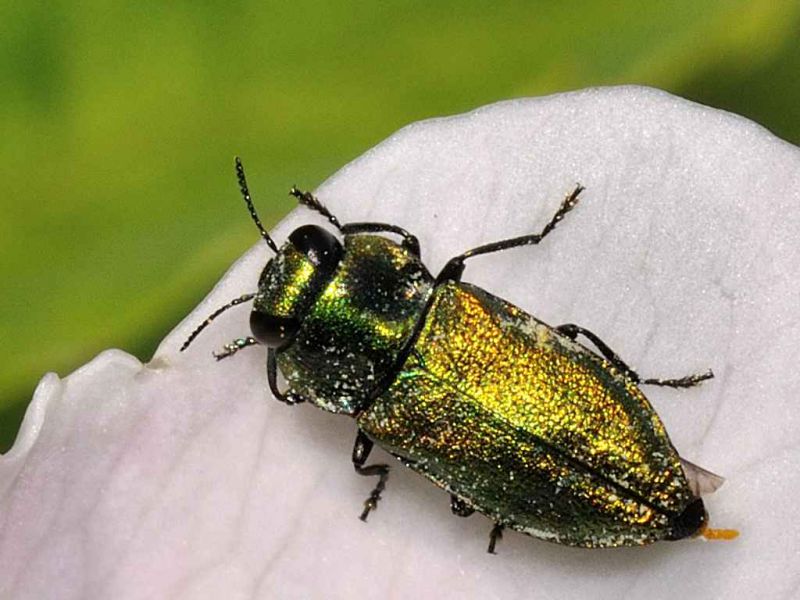 Buprestidae - Anthaxia sp - 5 mm -20110605_615.jpg