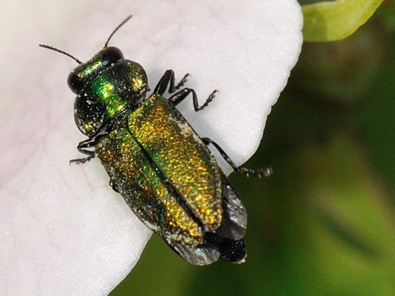 Buprestidae - Anthaxia sp - 5 mm -20110605_619.jpg