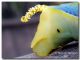 Acherontia atropos_ larva_Gorghi Tondi_13 X 2007.jpg