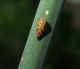 Cicadellide 12011_1 066.jpg