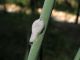 Cicadellide 2 067.jpg