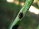 Cicadellide 3  070.jpg