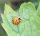 coccinella.JPG