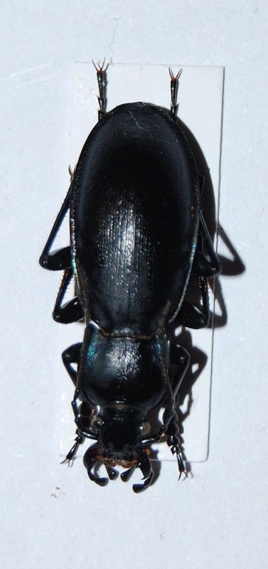 Carabus germari fiori 1.JPG