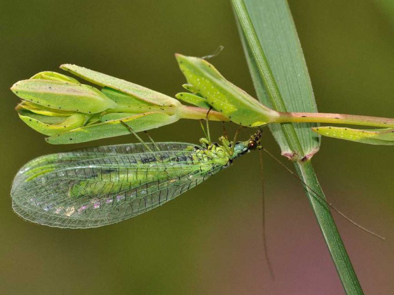 Chrysopidae - Chrysopa sp20110603_392.jpg