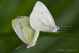 Pieris.jpg