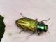 Buprestidae - Anthaxia sp20110605_637.jpg