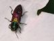Buprestidae - Anthaxia scutellaris - 6 mm -20110605_623.jpg