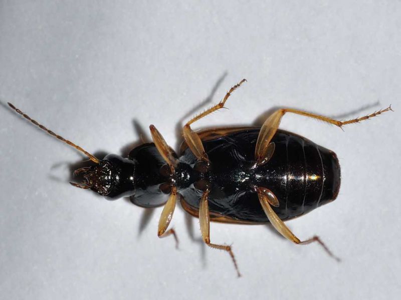 Carabidae - Trechus sp - 5 mm -20110613_160 Ventral view.jpg