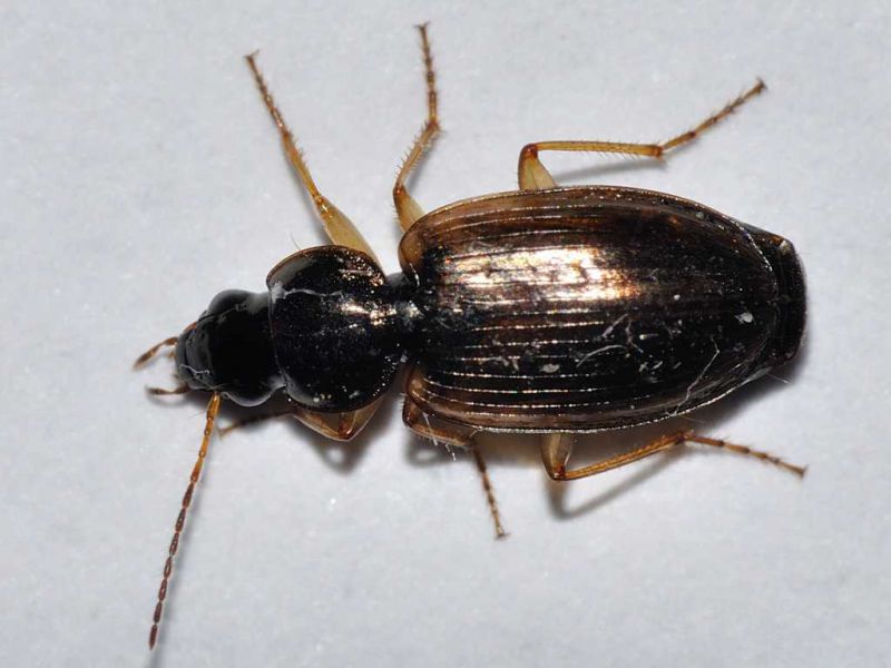 Carabidae - Trechus sp - 5 mm -20110613_159.jpg