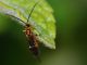 hyme - 6 mm -20110616_052.jpg
