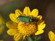 Maccarese_16-VI-2011_OL017.JPG