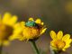 Maccarese_16-VI-2011_OL019.JPG
