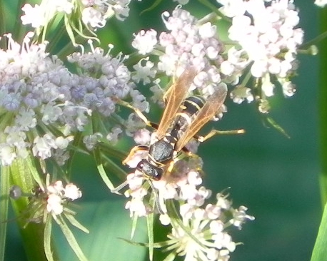 polistes ing.jpg