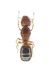 Paussus turcicus_formica ospite_Kuruca_041.jpg