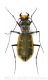 Cicindela chiloleucawtmk.jpg