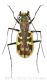 Cicindela eleganswtmk.jpg