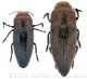 Sphenoptera antiquawtmk.jpg