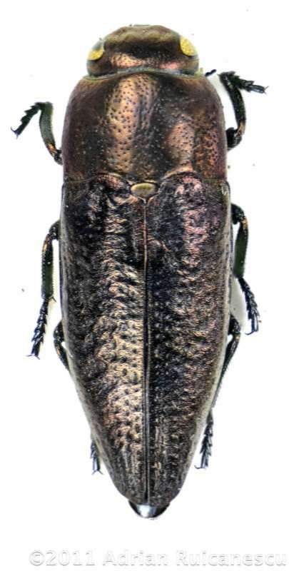 Sphenoptera antiqua_f_no diffwtmk.jpg