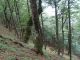 Appennino etrusco_celtico  _6.jpg