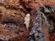 Acanthocinus xanthoneurus  pupai 046.jpg
