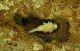 Acanthocinus xanthoneurus_pupa femmina 092.jpg
