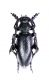Dorcadion infernale_male_052.jpg