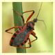 rhinocoris sp. 1.JPG