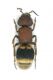 Turchia 2011 Mutillidae 002.jpg