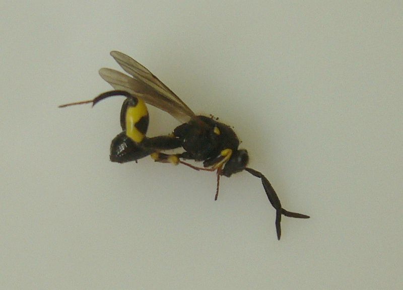 wasp 1.jpg