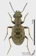 Elaphrus_aureus_ws.jpg