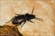 03_Carabidae_Clido_5487.jpg