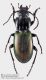 Pterostichus_sp_FEI_clido.jpg