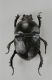 Geotrupidae.jpg