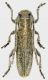 Cerambycidae-Kerpini.jpg
