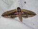Maccarese_20-VI-2011_F016.JPG