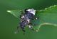 Cryptorhynchus-lapathi1.jpg