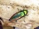 Eurythyrea aurata 042.jpg