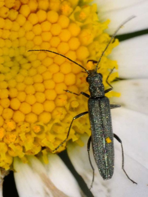 Oedemeridae - Oedemera sp - 7 mm -20110605_601.jpg