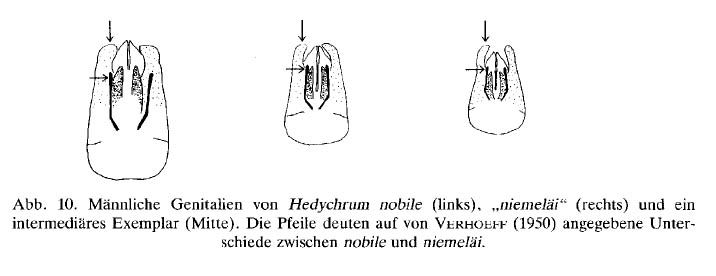 nobile-niemelai.jpg
