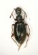 Z Anthicide2 2.3mm Cesenatico.JPG