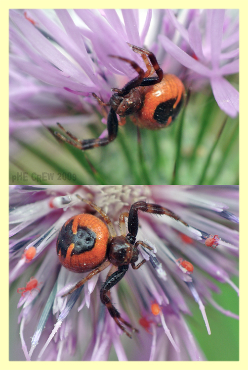 Synema globosum....JPG