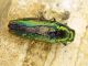 Eurythyrea aurata_Ovacik 011.jpg
