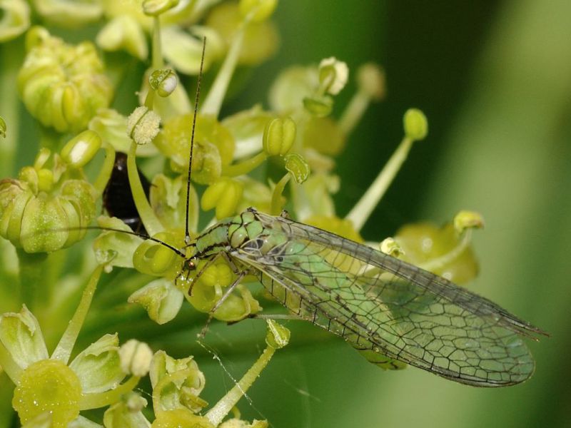 Chrysopidae - 12 mm -20110619_327.jpg