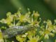 Chrysopidae - 12 mm -20110619_336.jpg