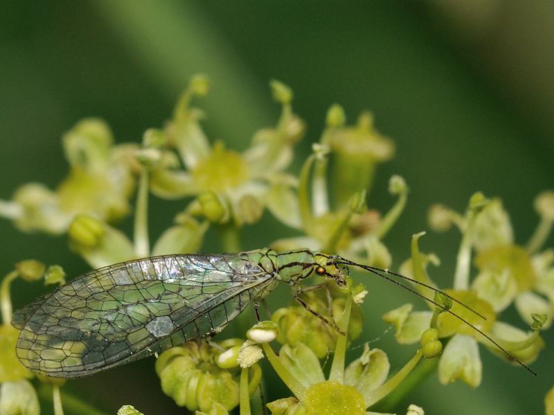 Chrysopidae - 12 mm -20110619_336.jpg