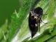 Mordellidae - Variimorda sp20110618_221.jpg