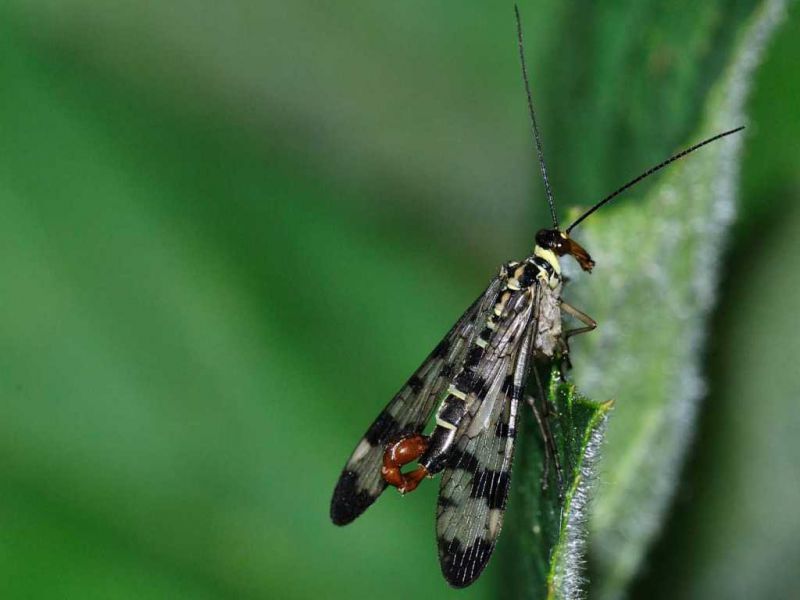 Panorpidae - Panorpa sp male20110514_112.jpg