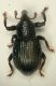 Z Curculio 2.7mm Corno.JPG