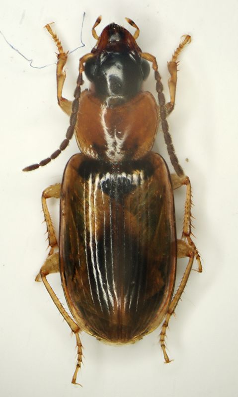 Z Carabide01 2.8mm Cesenatico.JPG